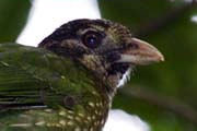 Spotted Catbird (Ailuroedus melanotis)